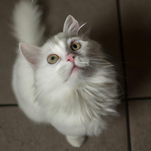 תמונה של חתול לבן צמרמורת מביט למעלה במבט מודאג, מראה את אובדן הפרווה שלו