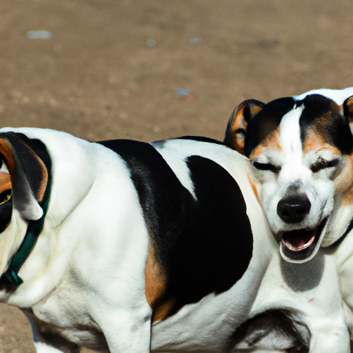 תמונה המציגה סימנים שונים של מתח אצל כלבים