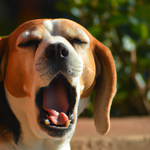A beagle yawning, indicating its need for sleep.