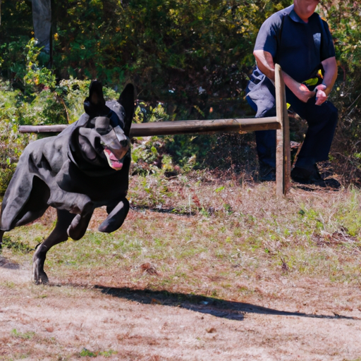 סדרת תמונות המציגה את תהליך האילוף של כלב משטרה