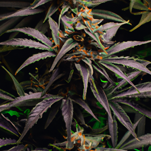 1. An image showing common signs of cannabis flowering problems, such as discolored, curling, or wilting leaves