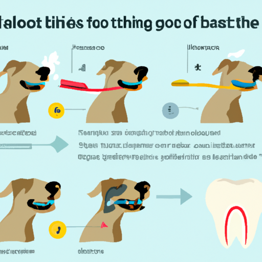 3. אינפוגרפיקה המסבירה את תהליך צחצוח שיניים של כלב