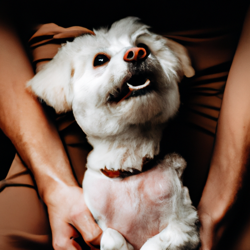 תמונה של כלב לבן קטן יושב בחיקו של אדם, מרים את מבטו בהבעה שמחה.