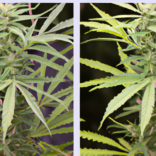 Before and after pictures of cannabis plants with correct light schedules