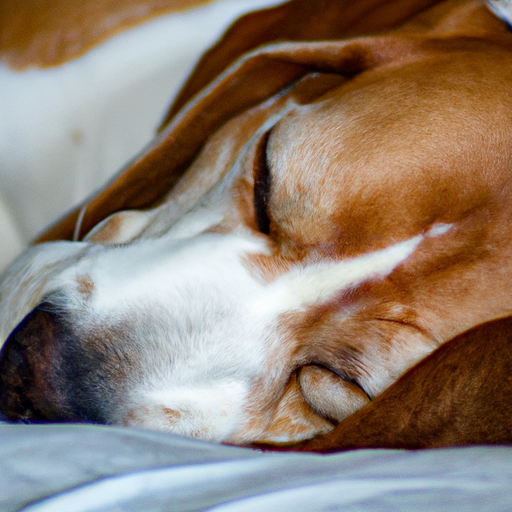 A beagle in deep sleep, illustrating the typical sleeping position of the breed.