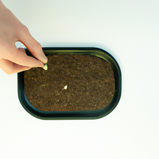 A step-by-step photo guide on how to plant germinated cannabis seeds